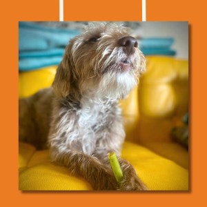 Pawtato Stick di Spinaci Vegan  120 gr Benevo