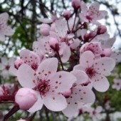 Cherry Plum: insonnia, paura di perdere il controllo