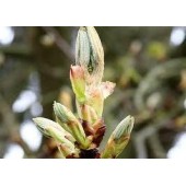 Chestnut Bud: superficialità