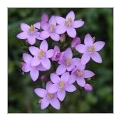 Centaury: Sottomissione