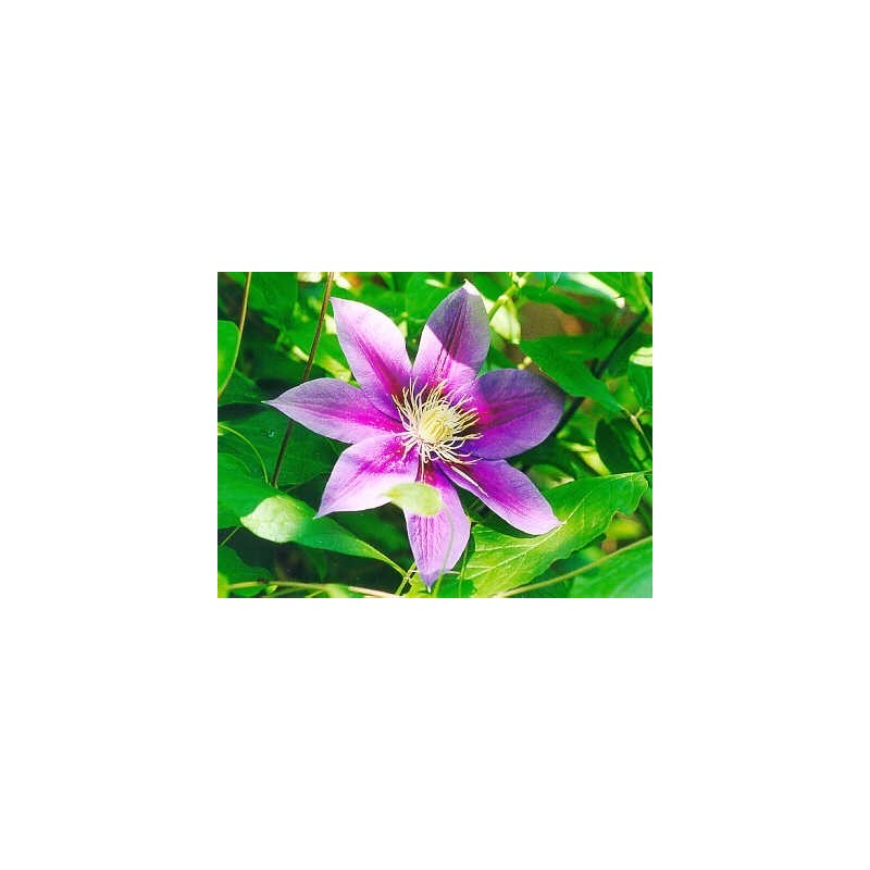 Clematis: Distrazione