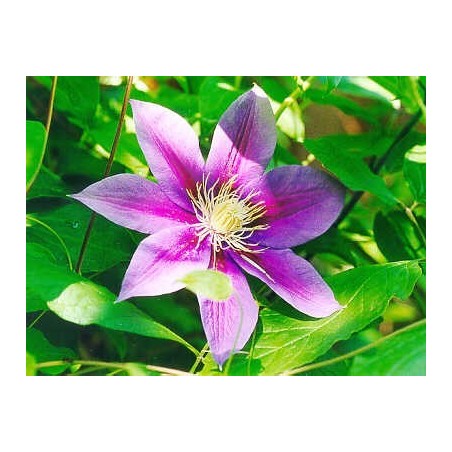 Clematis: Distrazione