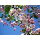 Crab Apple: senso di sporco e di vergogna