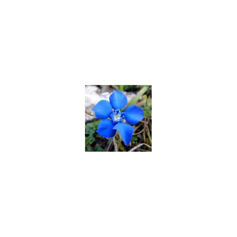 Gentian: scoraggiamento