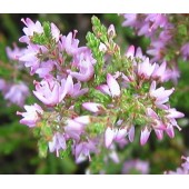 Heather: egocentrismo