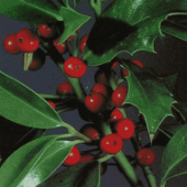 Holly: Gelosia, Aggressività Sospetto