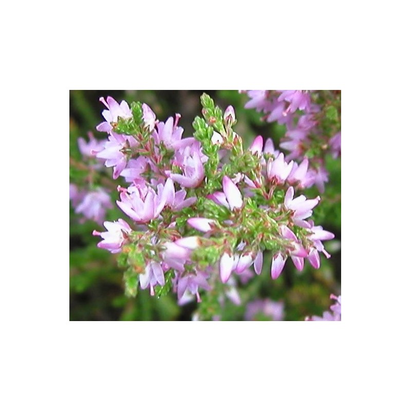 Impatiens: non mi toccare