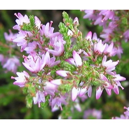 Impatiens: non mi toccare