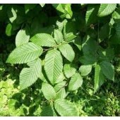 Hornbeam: stanchezza mentale