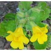 Mimulus: Timidezza, Fobie, Paure Concrete
