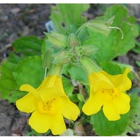 Mimulus: Timidezza, Fobie, Paure Concrete