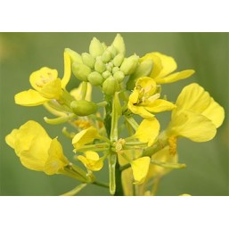 Mustard: profonda tristezza, depressione