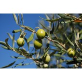 Olive: apatia