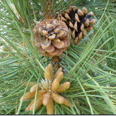 Pine: senso di colpa