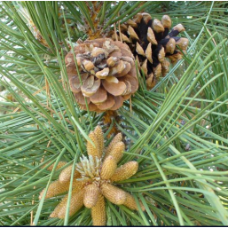 Pine: senso di colpa