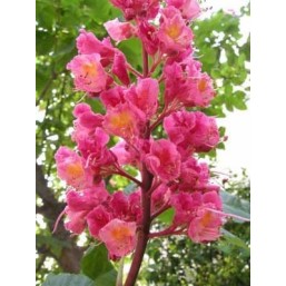 Red Chestnut