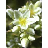 Scleranthus: Otiti e Mancanza di Equilibrio