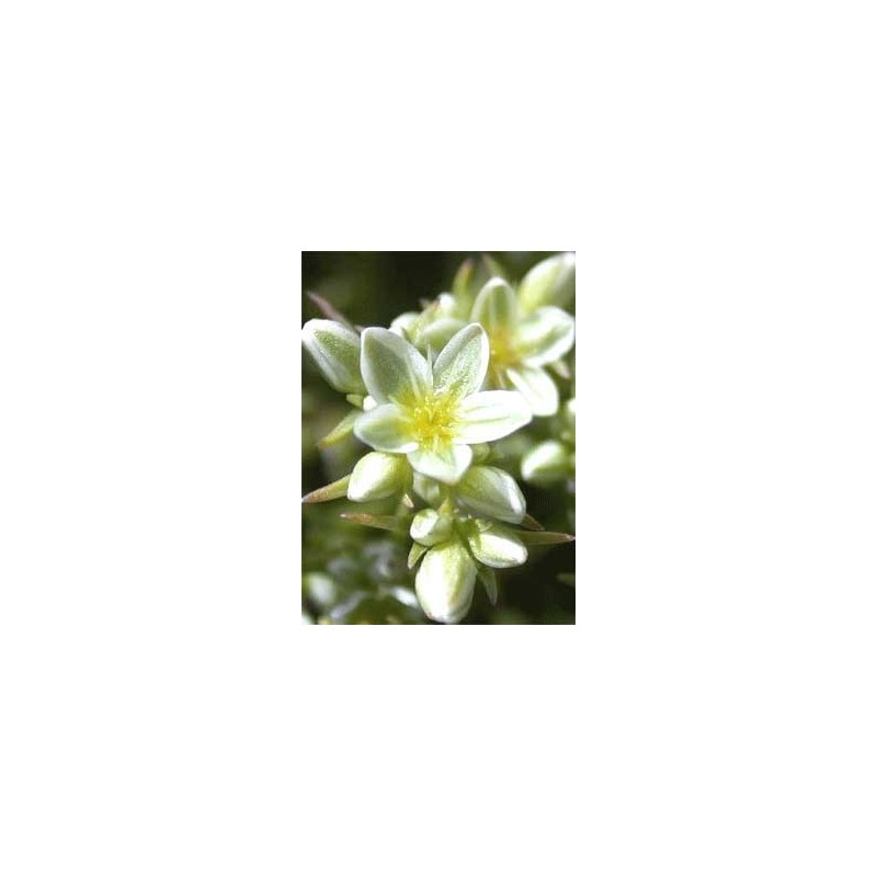 Scleranthus: Otiti e Mancanza di Equilibrio