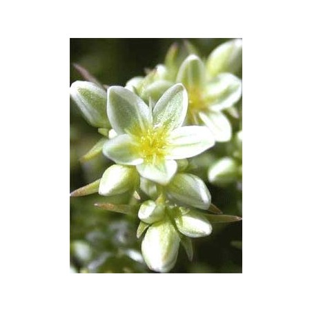 Scleranthus: Otiti e Mancanza di Equilibrio