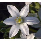 Star Of Bethlehem: Schock Fisico o Psichico