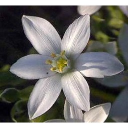 Star Of Bethlehem: Schock Fisico o Psichico