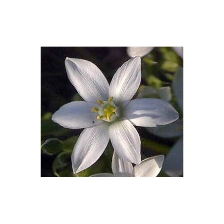 Star Of Bethlehem: Schock Fisico o Psichico