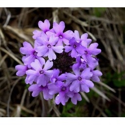 Vervain: Agitazione, Entusiamo Esagerato