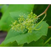 Vine: Prepotenza, Autorità