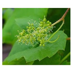 Vine: Prepotenza, Autorità