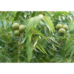 Walnut: Cambiamenti