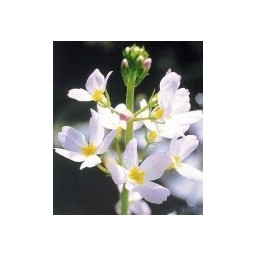 Water Violet: orgoglio, senso di superiorità