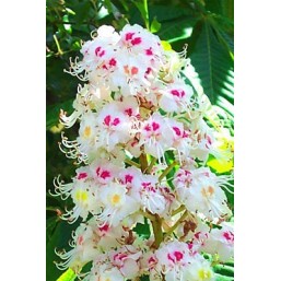 White Chestnut: pensieri ossessivi