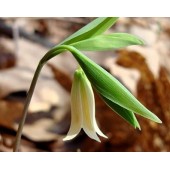 Wild Oat: incertezza