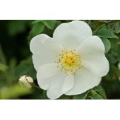 Wild Rose: apatia, rassegnazione