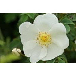 Wild Rose: apatia, rassegnazione