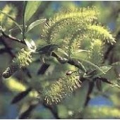 Willow: amarezza, rancore