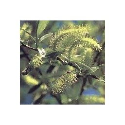 Willow: amarezza, rancore