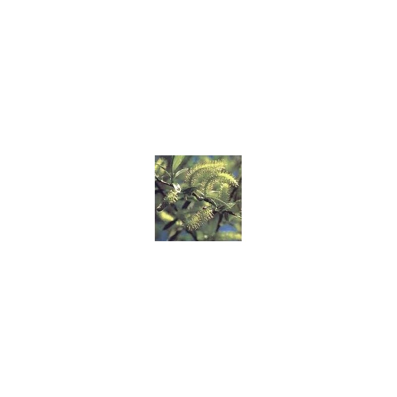 Willow: amarezza, rancore