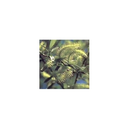 Willow: amarezza, rancore