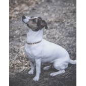 Collare in Ambra Baltica e Sodalite per cani e gatti Mis. RCS25