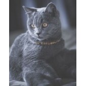 copy of Phyto No Pick NOVITA'