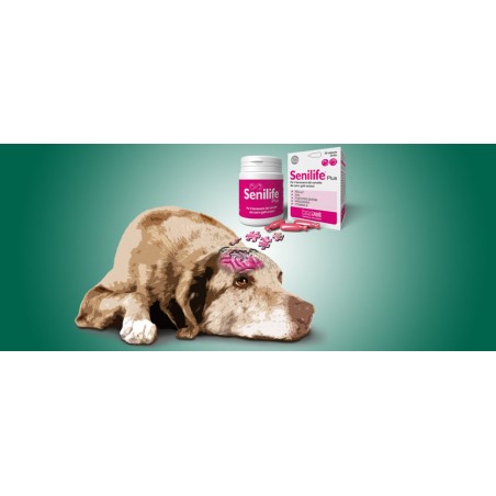 INNOVET SENILIFE FOR DOG AND CAT