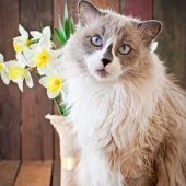 Pawise Paletta per lettiere