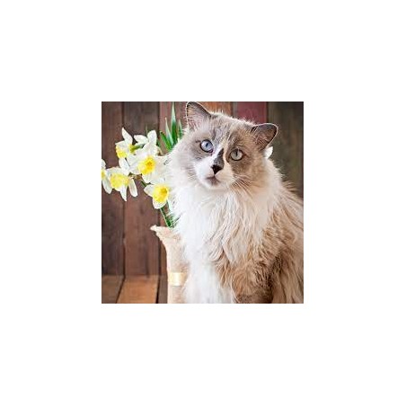 Pawise Paletta per lettiere