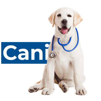 copy of AloePlus Capsule Pet  11+ kg dog