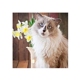 V.e.g. Vegan Ethical Gourmet  for cat 7.5 kg