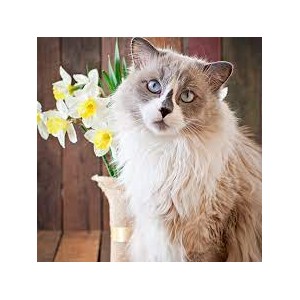 V.e.g. Vegan Ethical Gourmet  for cat 7.5 kg