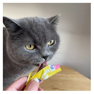 copy of Wow cream snacks with salmon Grain Free