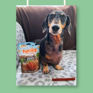 Pawtato Stick di Patate Dolci e Mirtilli Vegan  120 gr Benevo